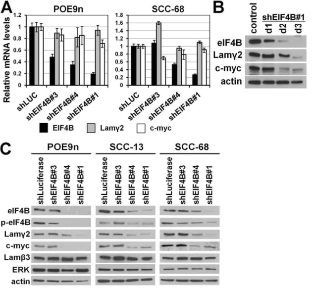 Figure 4. The eIF4B requirement for Lamc2 and MYC protein expression demonstrated by shRNA knockdown