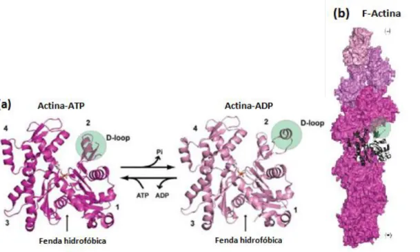 Figura  3  -  Estrutura  da  actina  monomérica  (a)  e  filamentosa  (b).  Adaptado  de  (Lee  and  Dominguez,  2010)