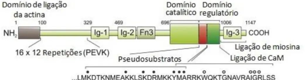 Figura 6 - Representação da estrutura da cinase das cadeias leves de miosina (MLCK). CaM: calmodulina; 