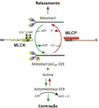 Figura 8 - Regulação da contração do músculo liso através de fosforilação-desfosforilação reversível das  cadeias  reguladoras  de  miosina  II  (MLC20)