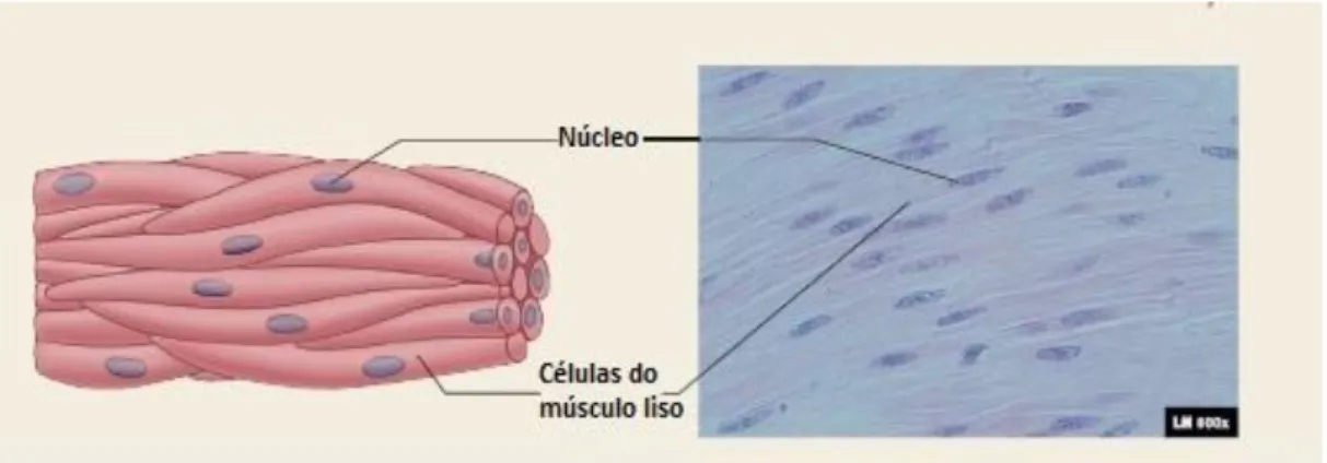 Figura  3  –  Representação  das  células  do  músculo  liso.  Adaptado  de  Seeley  R