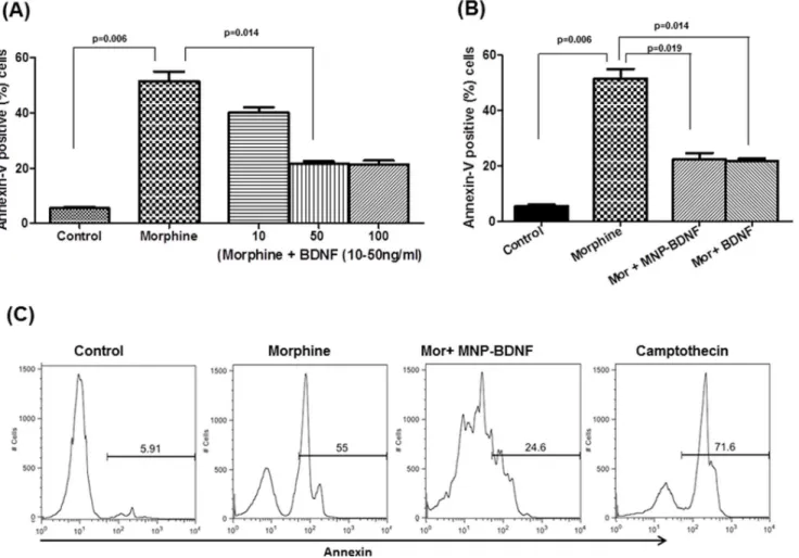 Figure 3. MNP bound BDNF is effective in suppressing the apoptosis induced by morphine