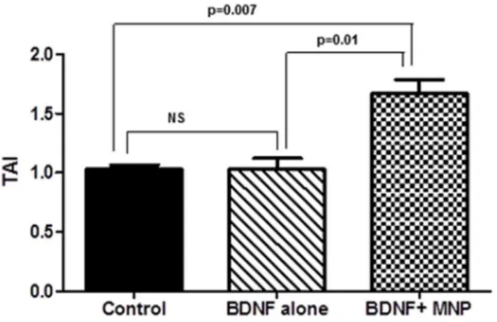 Table 1. Transendothelial electrical resistance (TEER) values before and after treatment with MNP-BDNF.