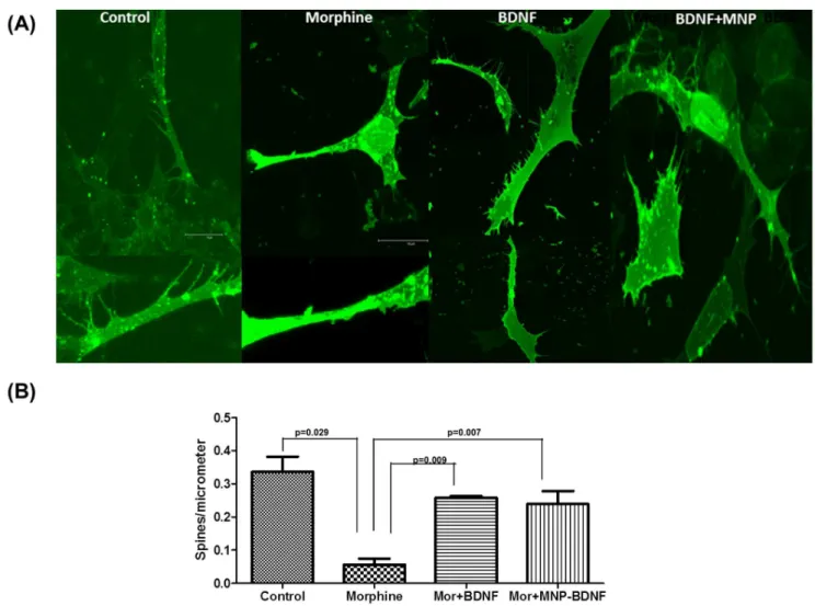 Figure 7. Morphine induced spine density is reversed by MNP bound BDNF. (A) Spine density measurement by Image J analysis