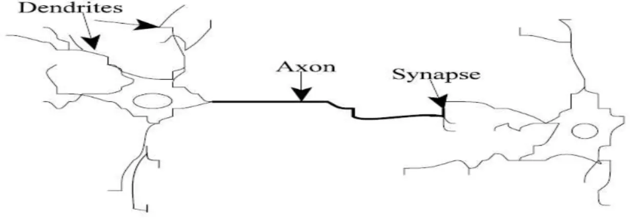 Fig. 1. Natural neuron  The  first  artificial  neuron  was  firstly 