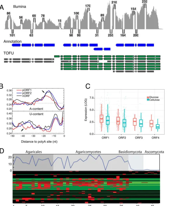 Fig 4. The genome-wide presence of polycistronic mRNAs. a, Short-reads (Illumina) aligned to a cluster of tandem reference genes (Annotation, 3 tandem genes on the first row)