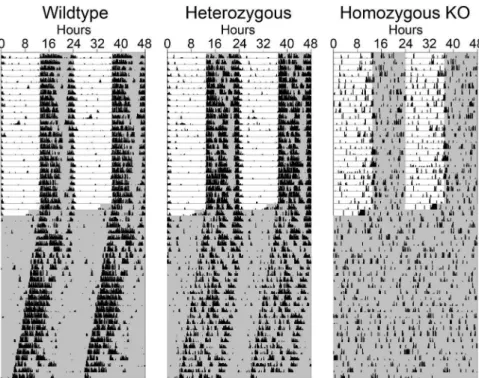 Figure 1. Homozygous Bmal1 -KO mice are arrhythmic. Representative wheel-running activity charts (actograms) from Bmal1 (+/+), (+/2) and (2/2) animals