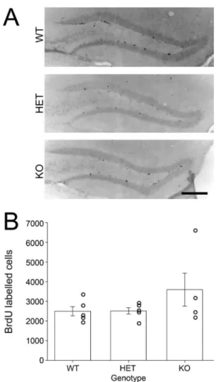 Figure 3. Bmal1 -KO exhibit enhanced survival of newly generated cells in the dentate gyrus relative to heterozygous and wildtype mice