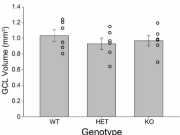 Figure 5. The volume of the hippocampus does not differ between wildtype, heterozygous and Bmal1- KO mice
