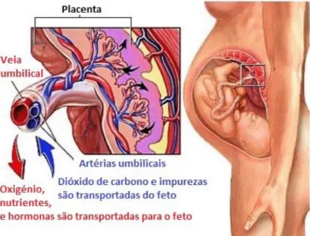 Figura 2 - Circulação feto-placentar. Adaptado de (1) 