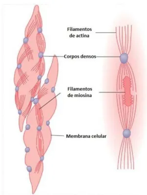 Figura 4 - Célula muscular lisa. Adaptado de (11)  