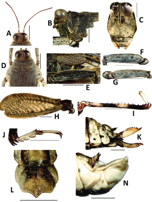 Figure 4. Teredorus hunanensis sp. n. A dorsal view of head B lateral view of head C frontal view of head  D dorsal view of head and pronotum E lateral view of tegmina and mid femur F lateral view of fore femur  G lateral view of mid femur H lateral view o