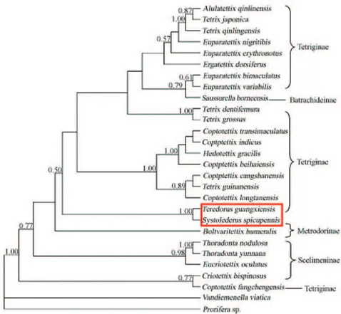Figure 5. Bayesian phylogenetic hypothesis generated using molecular characters (mitochondrial cy- cy-tochrome c oxidase subunit iv sequence data), assuming GTR + I + G model Values above the branches  indicate Bayesian posterior probability, and bootstrap