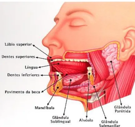 Figura 1.1 – Vista geral da cavidade oral e suas principais estruturas (Adaptado de 16) 