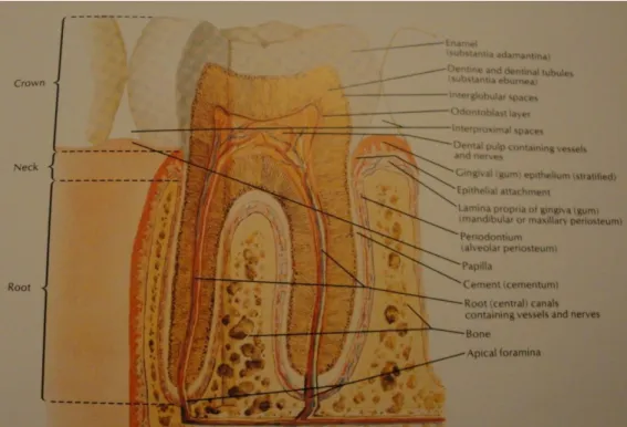 Fig 1.3 – Estrutura Anatómica do Dente (Adaptado de 18) 
