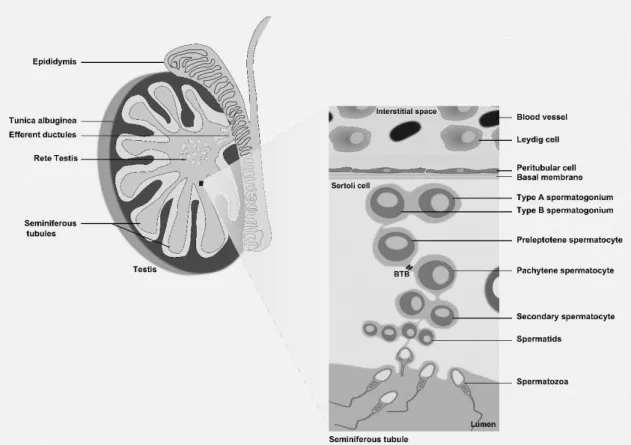 Figure 1: Schematic representation of the human testis and spermatogenesis. The testis is coated by  tunica albuginea and divided in lobules