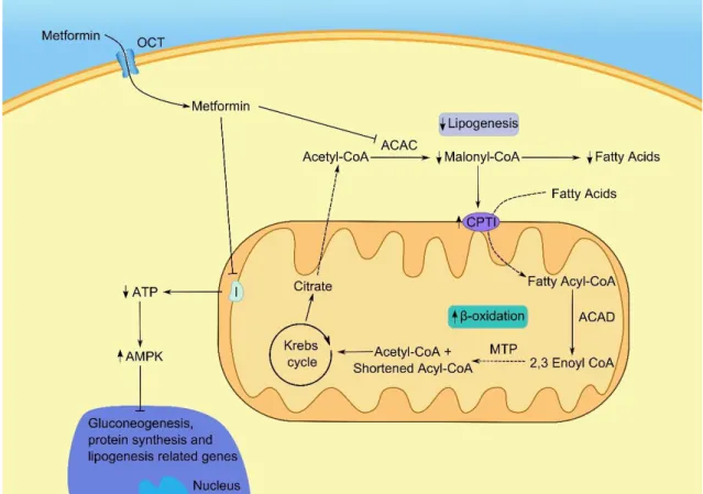 Figure 3: Possible mechanism of metformin action in cells. Metformin enters the cell through organic  cation  transporter  (OCT)  and  may  lead  to  the  phosphorylation  and  inactivation  of  acetyl-CoA  carboxylase (ACAC), which is responsible for the 