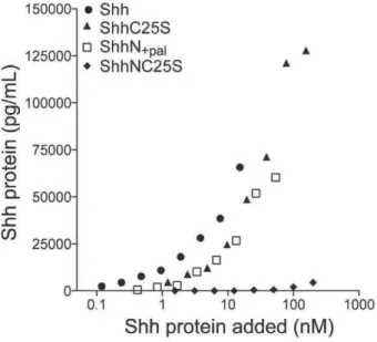 Figure 2B), and the enhanced association of ShhC25A compared to ShhC25S is consistent with the greater hydrophobicity of