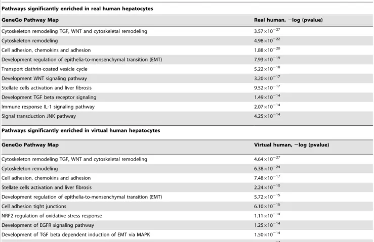 Table 3. Pathways significantly enriched in real human and virtual human hepatocytes.