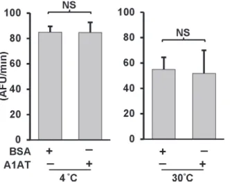 Fig 1. A1AT is ineffective on endogenous caspase-1 activation in cell-free system. Caspase-1 activity was measured in cell-free lysates from THP-1 monocytes