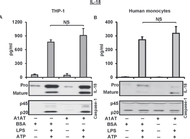 Fig 3. A1AT does not influence IL-18 processing and release through the activation of caspase-1
