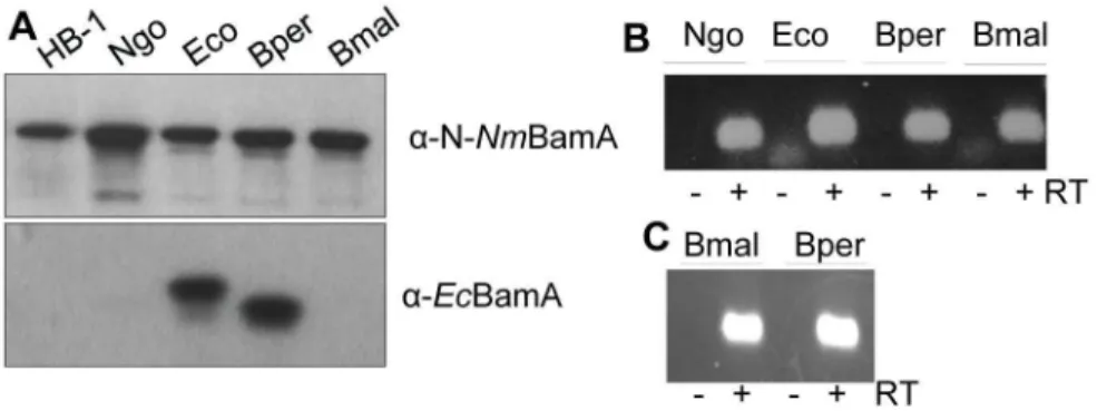 Figure 4.  Expression of heterologous bamA variants in N. meningitidis and E. coli.  A, B: N