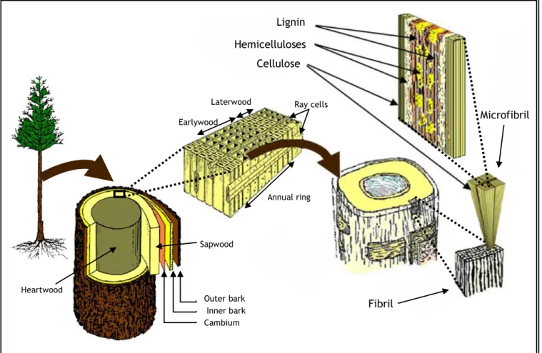 Figure 2 - Illustration of wood/plants, cell and cell wall components (Adapted from Novozymes, 2012)