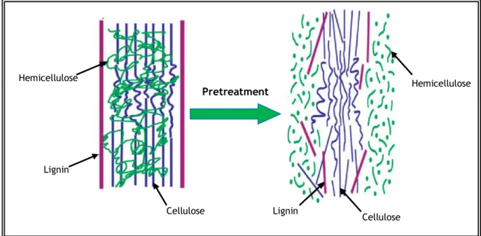 Figure 8 - Representation of the role of the pretreatment in the conversion of lignocellulosic materials  to fuel (Adapted from Kumar et al., 2009)