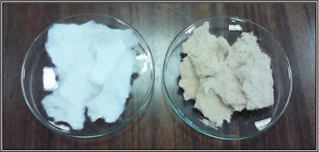 Figure 17 - Pinus pinaster kraft pulp and PGWP (left to right). 