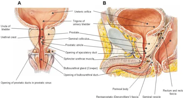 Figure  1:  Human  prostate  anatomy.  A-  Frontal  section  with bulbous  portion  of  spongy  urethra  schematically extended; B- Sagital section  (Netter, 1997)