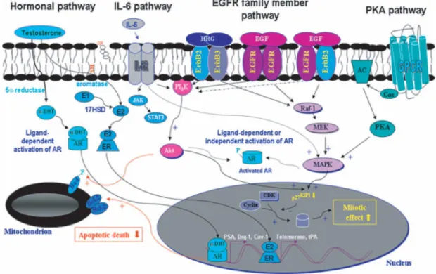 Figure 6: Scheme showing the possible mitogenic and antiapoptotic cascades induced through  the androgen receptor (AR), estrogen receptor (ER), epidermal growth factor receptor (EGFR),  interleucine-6  (IL-6)  and  protein  kinase  A  (PKA)  signaling  pat