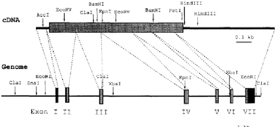 Figure  9:  Restriction  maps  of  cDNA  and  genomic  DNA  of  mouse  Regucalcin  (RGN),  and  the  genomic  organization  of  mouse  RGN