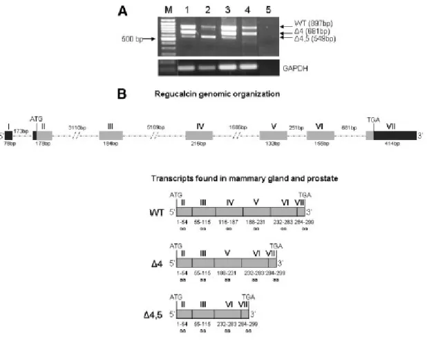 Figure 10: Regucalcin mRNA transcripts in human breast and prostate tissues and cell lines