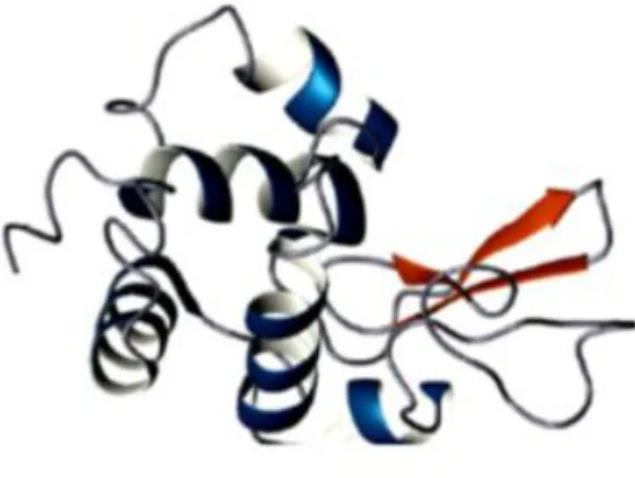 Figure 1.1.3.1- The tertiary structure of egg white lysozyme adapted from Benkerroum, 2008