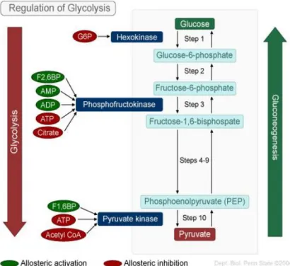 Figure  1.3.2.  Regulation  of  glycolysis.  The  glycolytic  pathway  is  shown  on  the  left