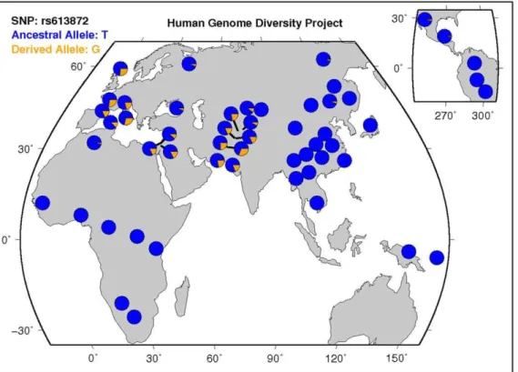 Figure 2. Worldwide distribution of the minor (risk) allele, G, of rs613872 in TCF4. Data from the Human Genome Diversity Project, available online through the UCSC genome browser at http://genome.ucsc.edu/trash/hgc/hgdpGeo_rs613872.png