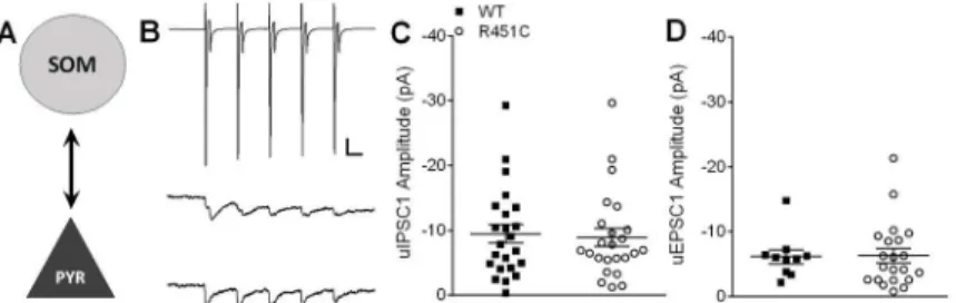 Fig 4. Bidirectional SOM ! PYR unitary postsynaptic responses are unaffected by Nlgn3 R451C mutation