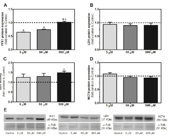 Figure 3.5 Effect of caffeine (5, 50 and 500 μM) in the expression of phosphofructokinase 1 (PFK1) (Panel  A), lactate dehydrogenase (LDH) (Panel B) and monocarboxylate transporter 4 (MCT4) (Panel D), as well  as LDH activity (Panel C) in human Sertoli cel