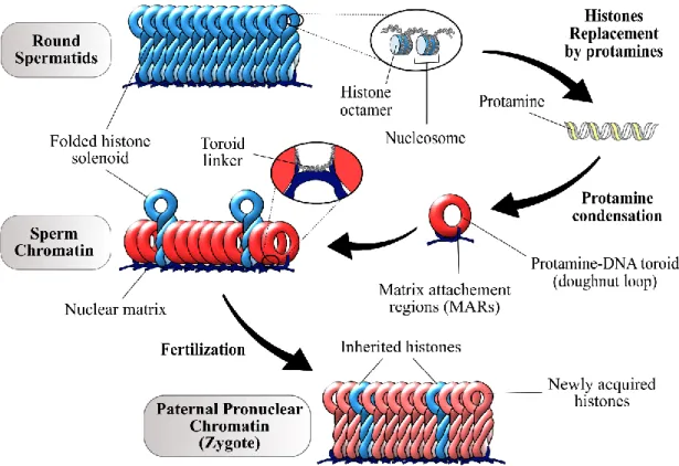 Figure 1.4  Human sperm chromatin remodelling. The DNA of round spermatids is typically bounded to  histone octamers, forming nucleosomes