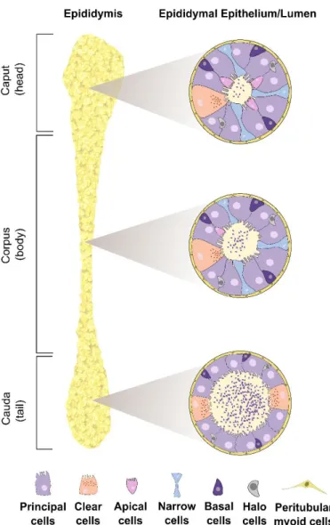 Figure 1.5 Human epididymal duct. It is constituted by the caput (head), corpus (body) and cauda (tail)