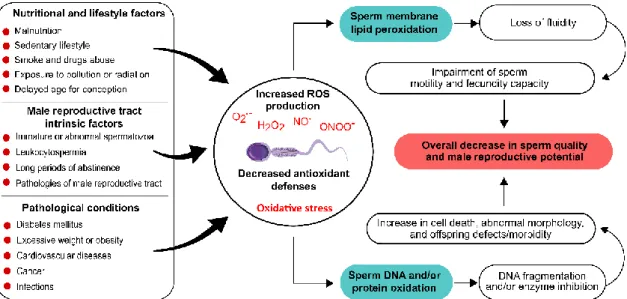 Figure  1.6  Oxidative  stress-promoting  factors  in  spermatozoa  and  the  respective  outcomes  for  male  reproductive  function