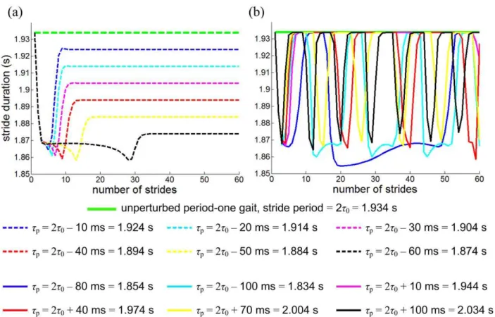 Figure 6. Phase-locking at terminal stance of normal human walking and the mathematical model