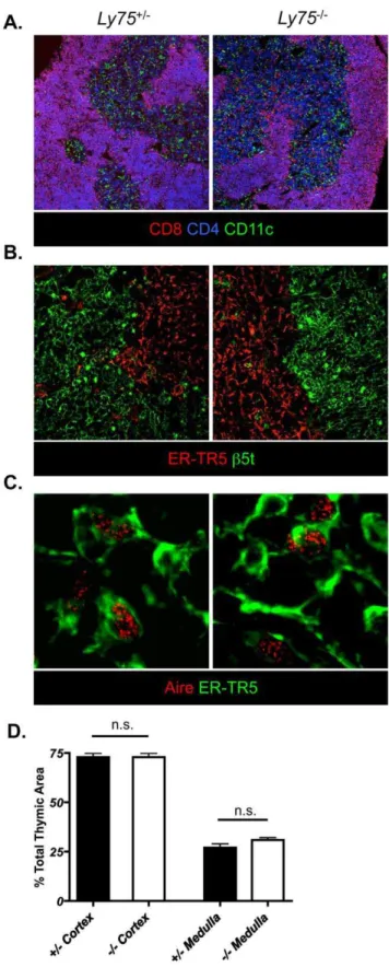 Figure 1. CD205-deficient mice demonstrate normal anatom- anatom-ical organization of thymic microenvironments