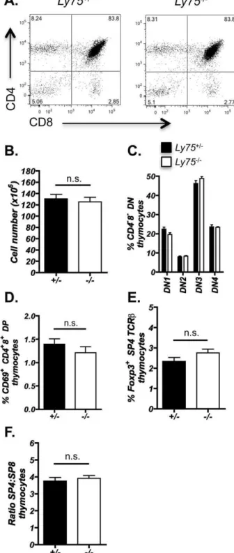 Figure 3. Efficient thymocyte development is unaffected in CD205-deficient thymus. Thymocytes isolated from adult Ly75 2/2 and Ly75 +/2 littermate controls were analyzed by flow cytometry for: (A) CD4 and CD8 distribution, representative of $10mice, (B) To