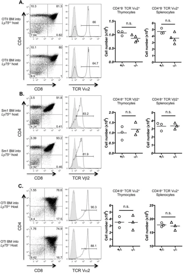 Figure 6. CD205 does not regulate positive selection of MHC class I and MHC class II restricted transgenic TCR specificities