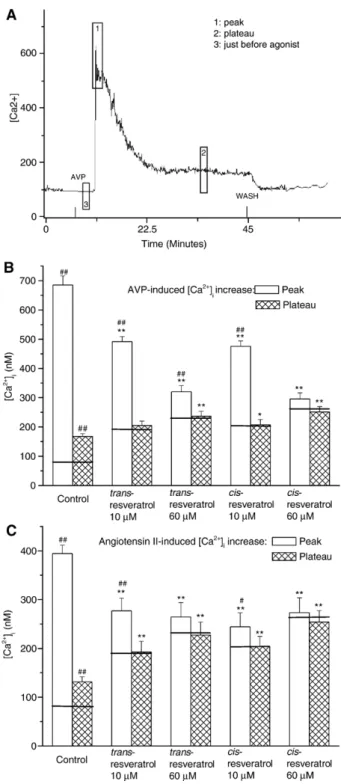 Fig. 1. (A) Original tracing illustrating the AVP-induced biphasic increase in [Ca 2+ ] i in a single A7r5 cell