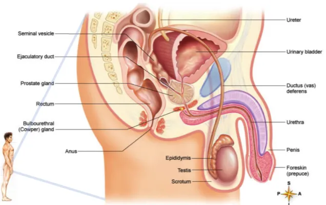 Figure 1 :  Organization of the male reproductive organs. Sagital section of pelvis showing placement  of male reproductive organs