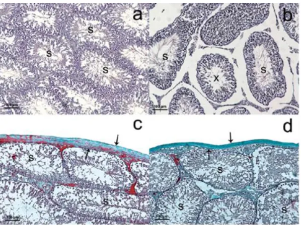 Figure 7:  Testes  section  of  a  rat  after  exposure  to  2.4  GHz  electromagnetic  radiation