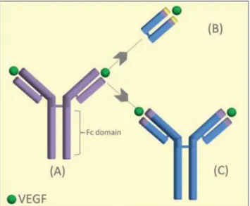 Figura  15.  Estrutura  de  anticorpo.  a:  Anticorpo  nonoclonal  anti-VEGF  de  rato  parental,  b: 
