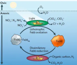 Figure 1.1 – The microbial mediated iron redox cycle (Weber et al. 2006). 